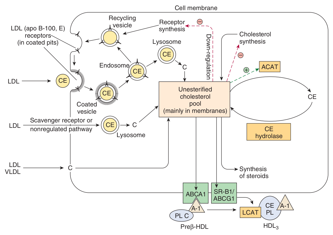 Cholesterol balance in the tissues β synthesis, uptake from LDL, storage as ester by ACAT, and efflux to HDL. The ring system itself can never be degraded