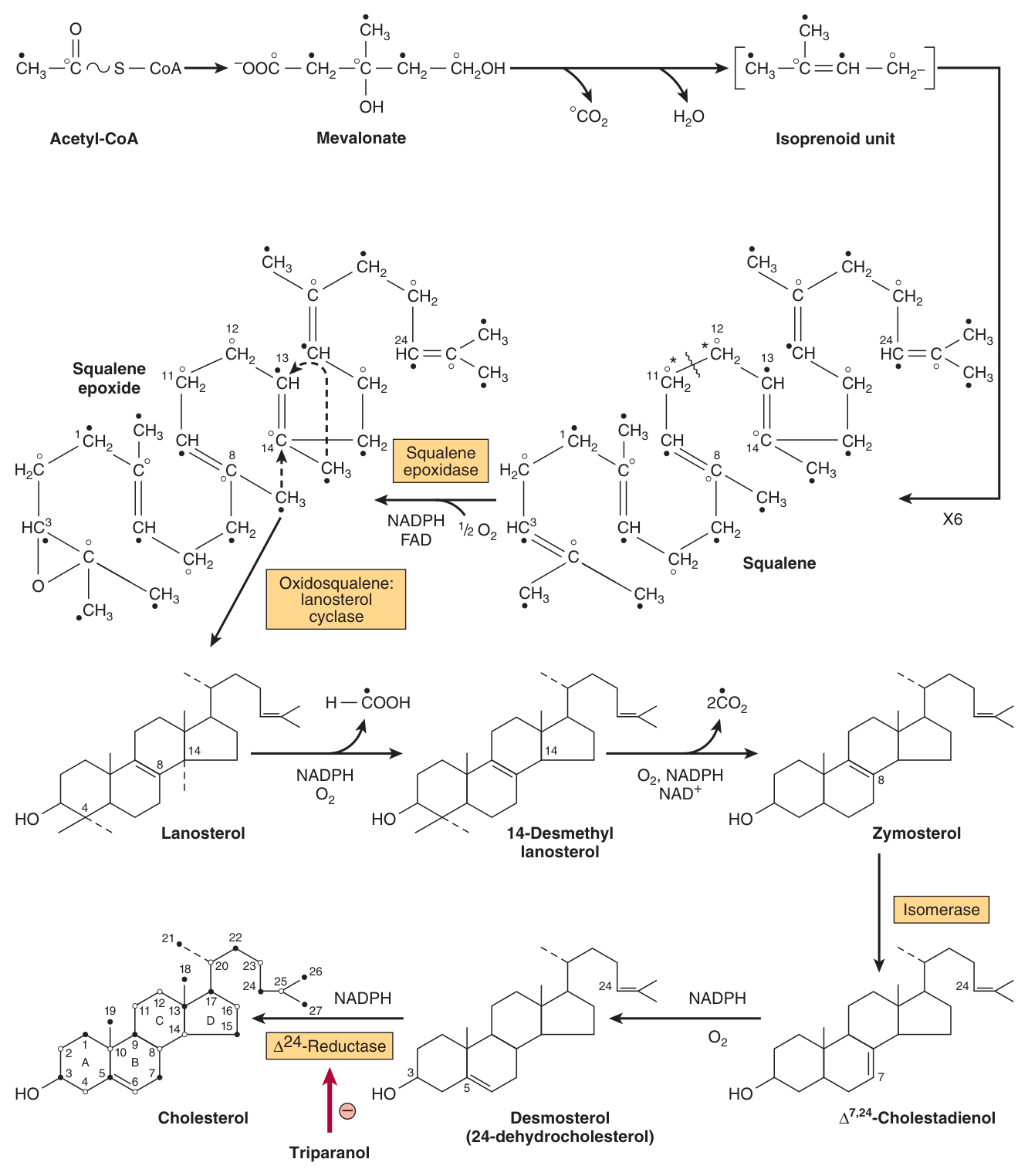 From squalene to cholesterol: cyclisation to lanosterol requires Oβ and NADPH, then some 19 steps remove three methyl groups