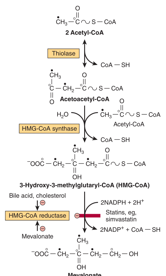 Biosynthesis of mevalonate β HMG-CoA reductase, the rate-limiting and irreversible step, using two NADPH