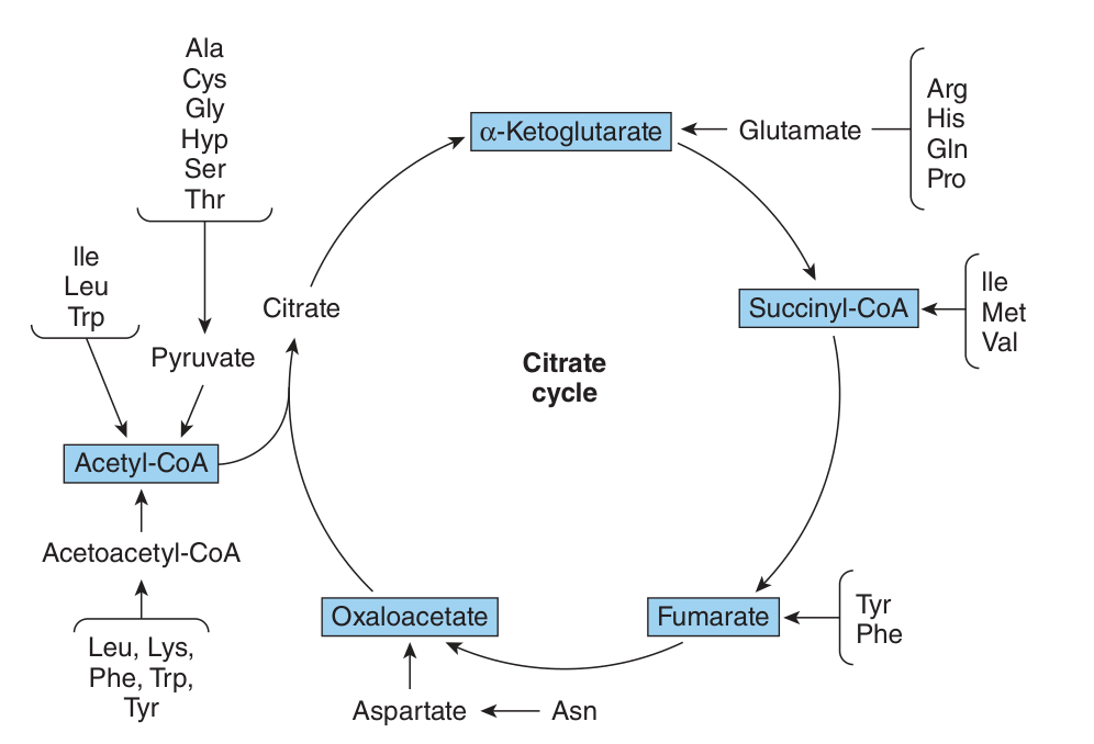 The amphibolic intermediates that receive the carbon skeletons of the amino acids. Everything entering at acetyl-CoA or acetoacetyl-CoA is ketogenic; everything entering at pyruvate or a cycle intermediate is glucogenic