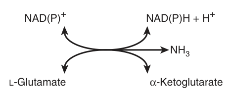 The glutamate dehydrogenase reaction. Either NAD⁺ or NADP⁺ can serve; the reaction is reversible but strongly favours glutamate formation