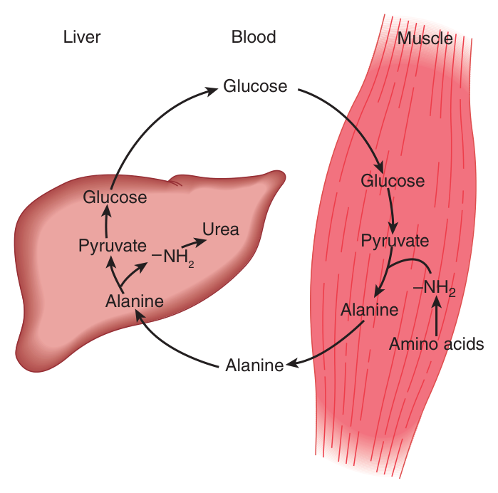 The glucose-alanine cycle: muscle staples its surplus nitrogen onto glucose-derived pyruvate, and the liver takes the two apart — nitrogen to urea, carbon back to glucose