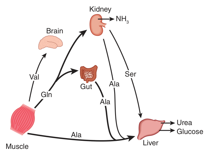 Interorgan amino acid exchange in the normal postabsorptive state — note alanine leaving muscle and gut for the liver, glutamine going to gut and kidney, and valine to the brain