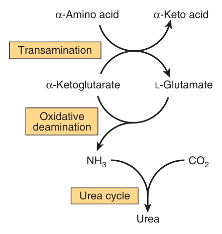 Overall flow of nitrogen in amino acid catabolism — transamination, oxidative deamination, then the urea cycle