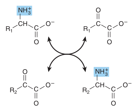 Transamination — the reaction is freely reversible, with an equilibrium constant close to unity