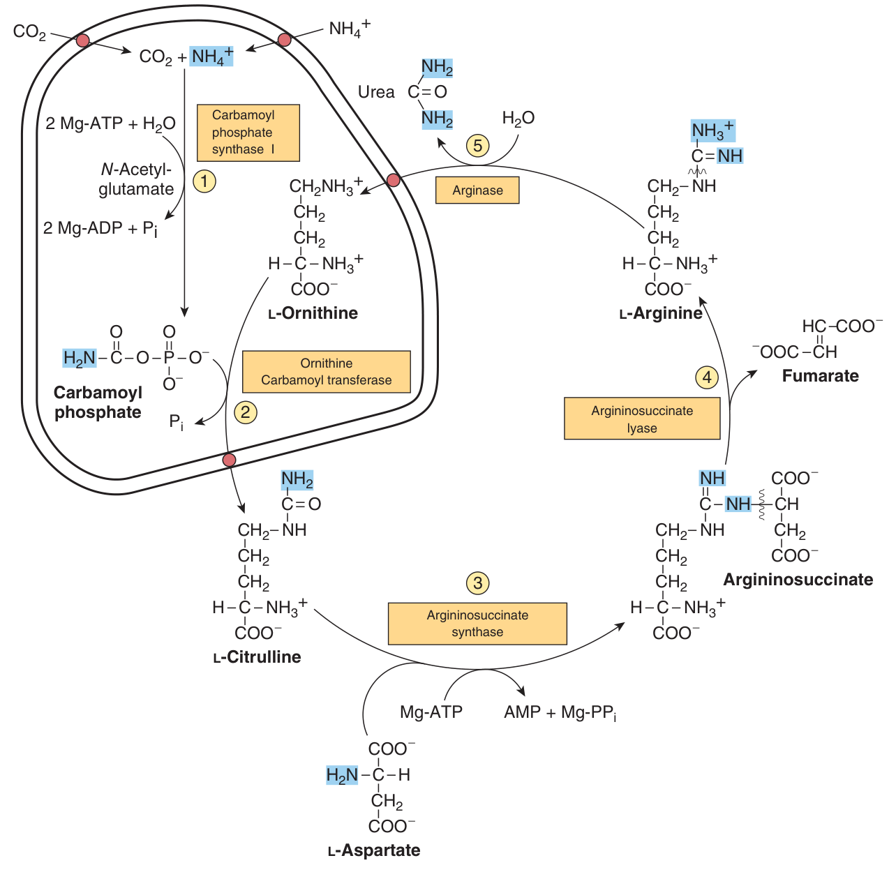 Reactions and intermediates of urea biosynthesis. Reactions 1 and 2 occur in the mitochondrial matrix, reactions 3, 4 and 5 in the cytosol; the red dots mark the inner-membrane carriers for CO₂, ammonium ion, ornithine and citrulline