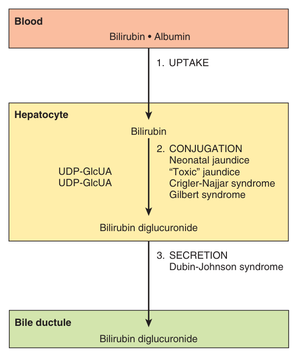 The three processes transferring bilirubin from blood to bile β uptake, conjugation and secretion β with the disorder that strikes at each