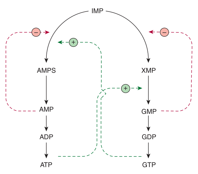 Regulation at the branch point β green lines positive, red lines negative. Note the cross-feeding of GTP into the AMP branch and ATP into the GMP branch
