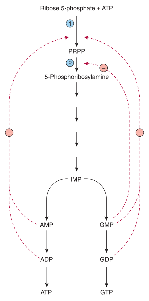 Control of the rate of de novo purine synthesis: feedback inhibition of PRPP synthase and of PRPP glutamyl amidotransferase