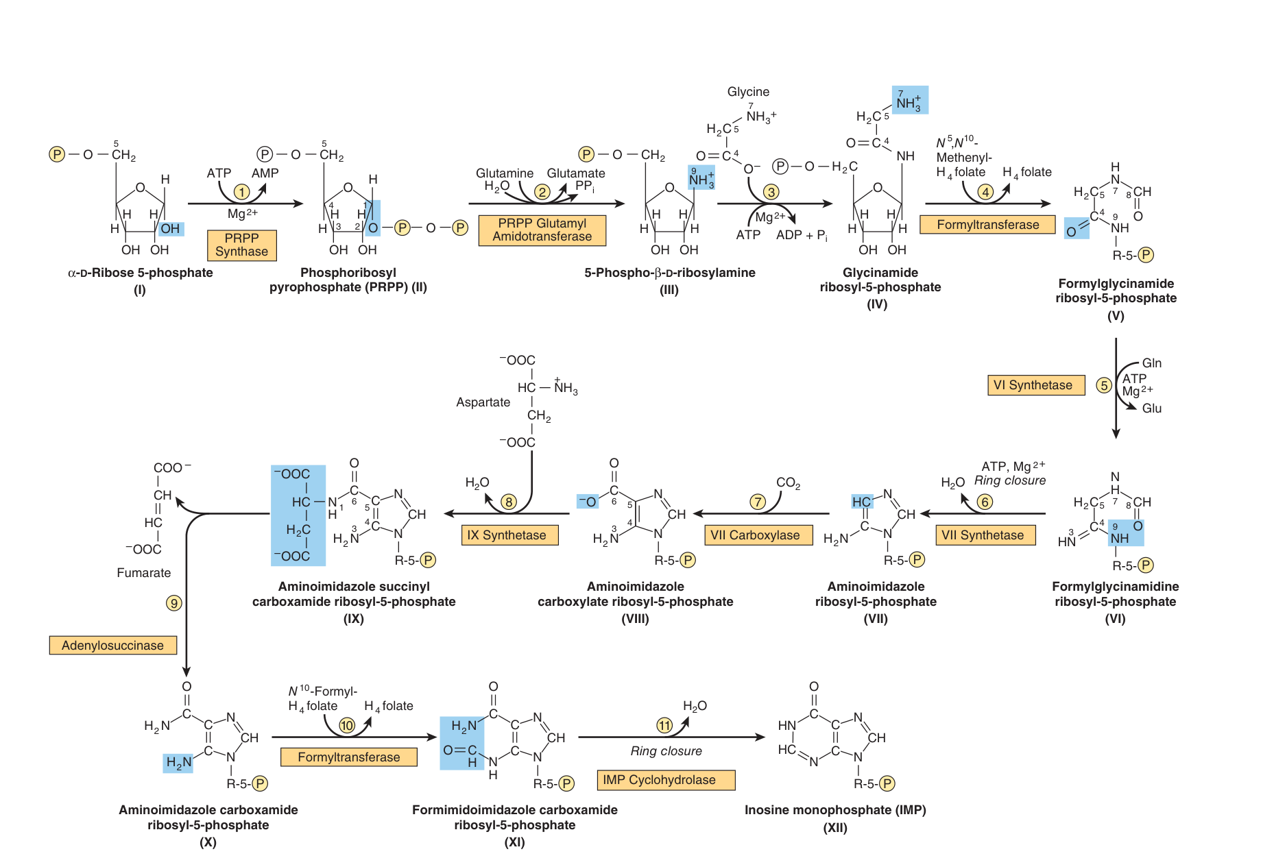 Purine biosynthesis from ribose 5-phosphate and ATP β note that the ring is assembled directly ON the ribose, and the folate, glycine, glutamine and aspartate contributions at each step
