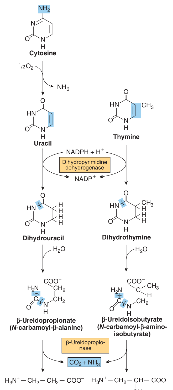 Catabolism of the pyrimidines to COβ, NHβ, Ξ²-alanine and Ξ²-aminoisobutyrate β all freely water-soluble, which is why pyrimidine overproduction causes no gout