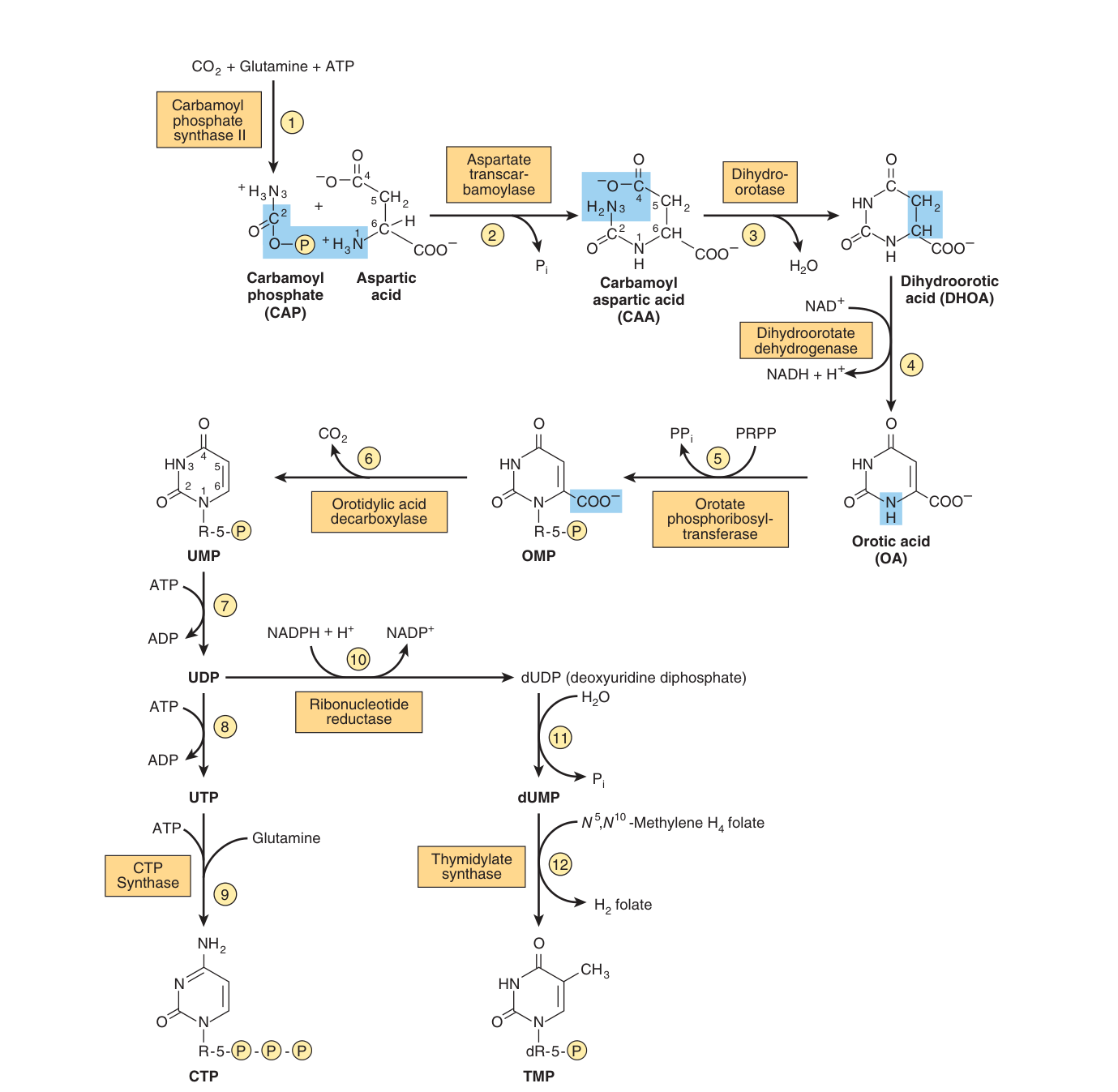 The biosynthetic pathway for pyrimidine nucleotides. The ring is complete at dihydroorotate; PRPP joins only at step 5, to make OMP
