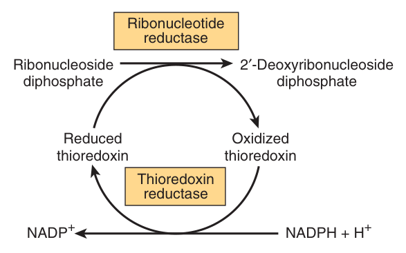 Reduction of ribonucleoside DIphosphates to 2β²-deoxyribonucleoside diphosphates, using reduced thioredoxin regenerated by NADPH