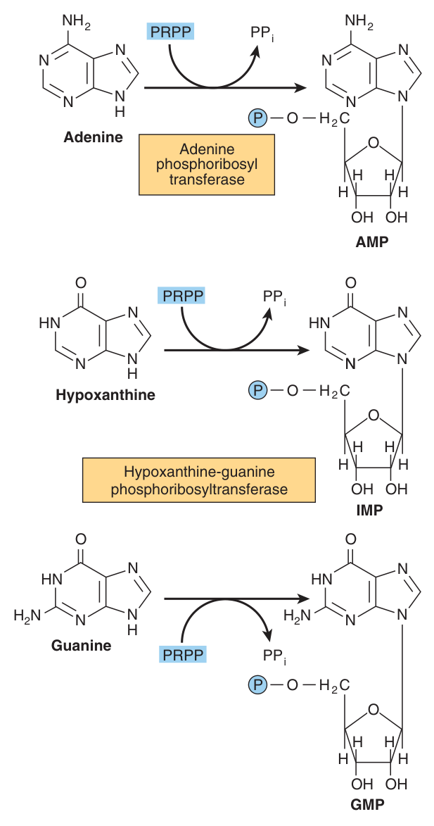 Phosphoribosylation of adenine, hypoxanthine and guanine to form AMP, IMP and GMP. The lower two reactions are those lost in Lesch-Nyhan syndrome