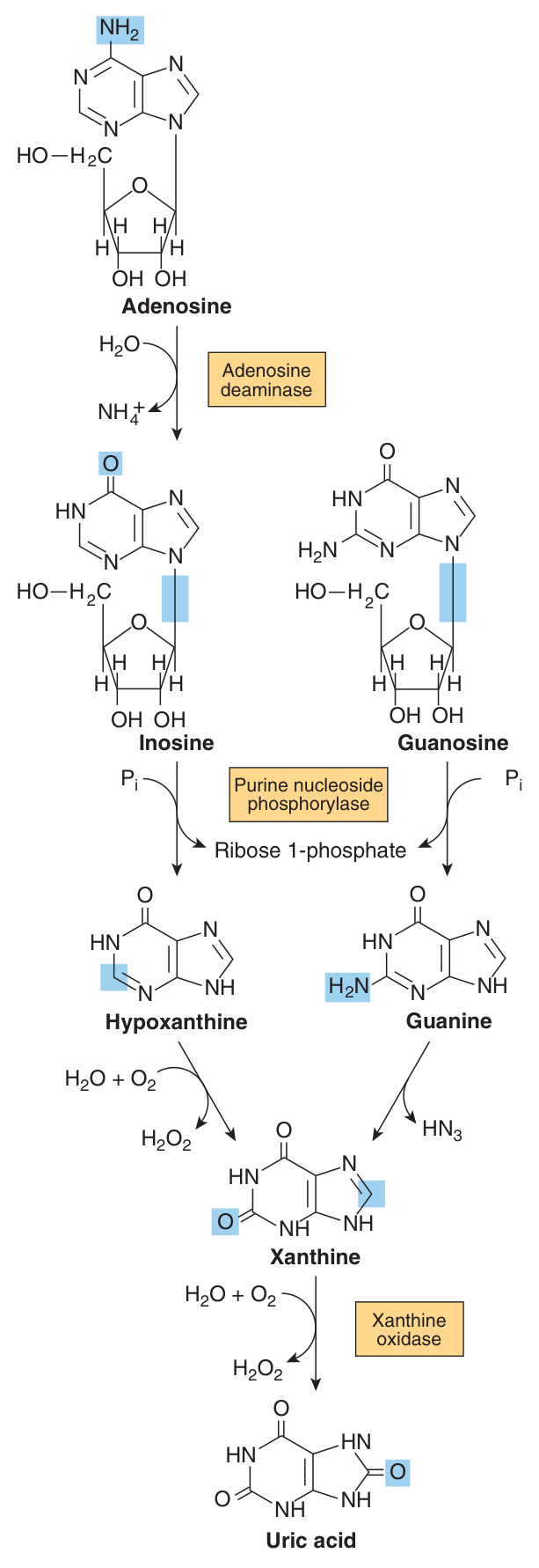 Formation of uric acid from the purine nucleosides. Note adenosine deaminase at the top, purine nucleoside phosphorylase next, and xanthine oxidase acting TWICE at the bottom β the allopurinol target