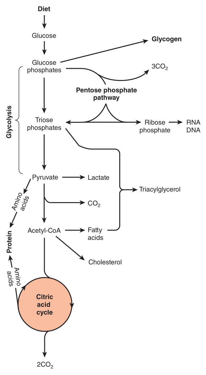 Overview of carbohydrate metabolism: dietary glucose to glycogen, through glycolysis and the pentose phosphate pathway, and on to fatty acids in the fed state