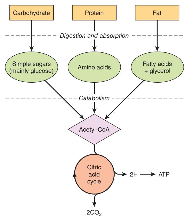 The three classes of foodstuff converge on acetyl-CoA and the citric acid cycle — the reason one pathway can be fuelled by carbohydrate, protein or fat alike