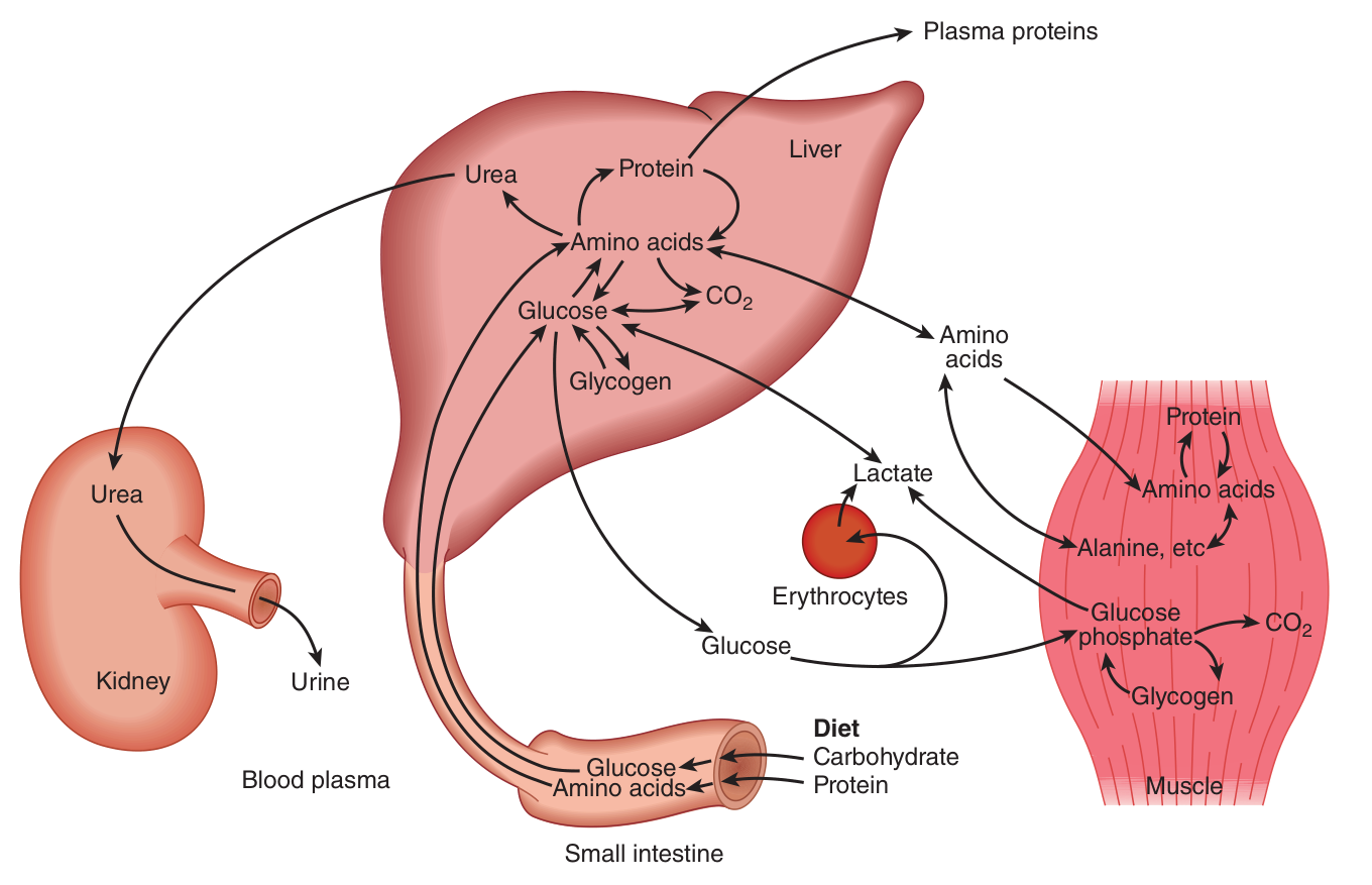 Interorgan traffic in carbohydrate and amino acid: the liver at the centre, muscle exporting lactate and alanine, erythrocytes returning lactate, and the kidney excreting urea