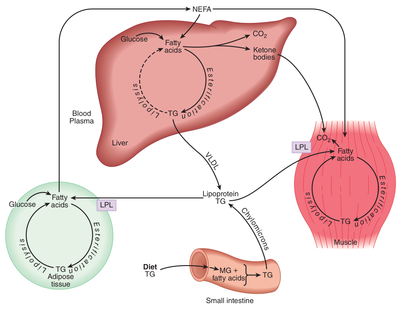 Interorgan traffic in lipid: NEFA leaving adipose tissue, VLDL and ketone bodies leaving the liver, chylomicrons from the gut — with lipoprotein lipase (LPL) stationed at each capillary bed