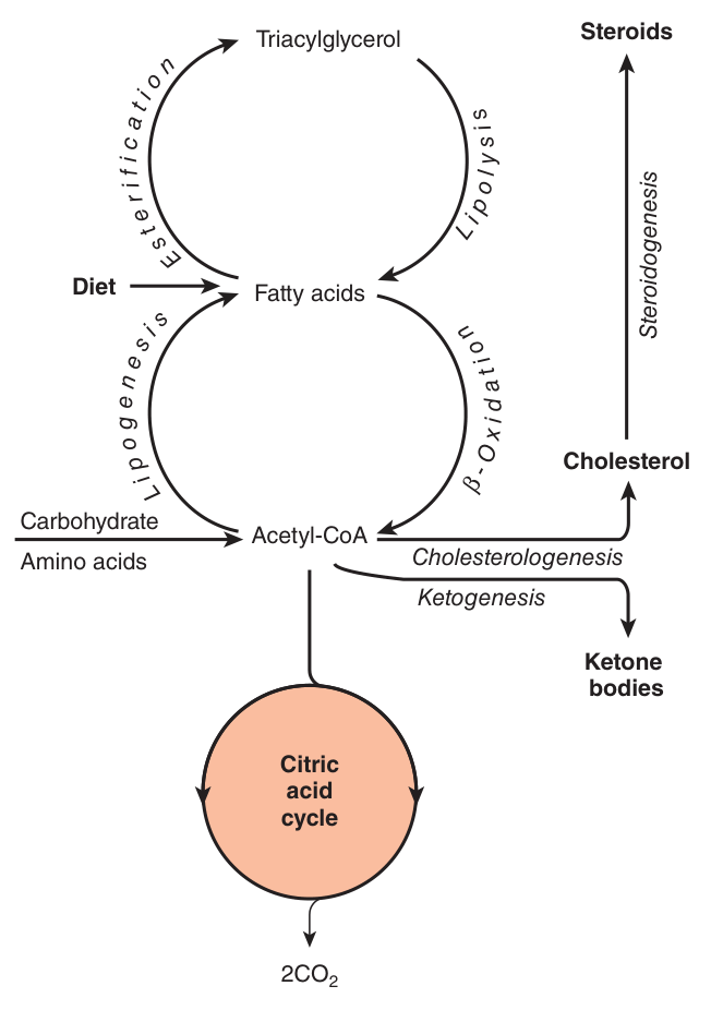 Overview of fatty acid metabolism — esterification against lipolysis, lipogenesis against β-oxidation, and the exits from acetyl-CoA: cholesterologenesis, leading on to the steroids, and ketogenesis