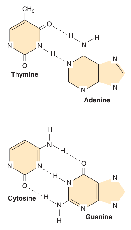 Base pairing: TWO hydrogen bonds between adenine and thymine, THREE between guanine and cytosine β the whole of the Tβ argument in one picture