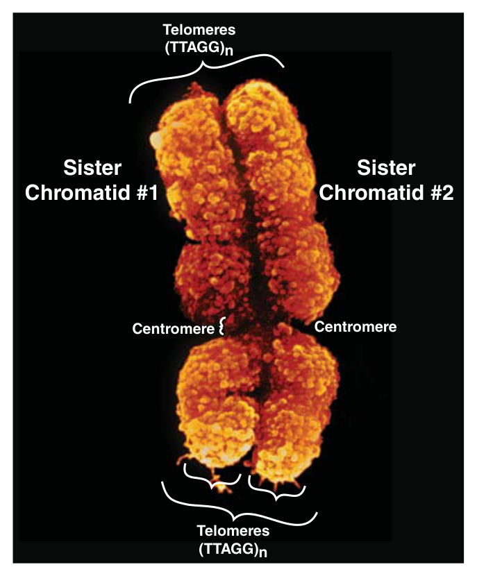 A metaphase chromosome β two sister chromatids joined at the centromere, with the (TTAGG)β telomere repeats capping all four ends