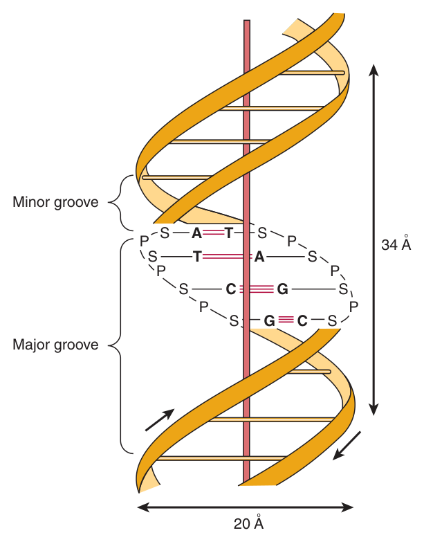 The Watson and Crick model of B-DNA β 34 Γ
per complete turn, 20 Γ
wide, 10 base pairs per turn, with the major and minor grooves and the antiparallel strands marked
