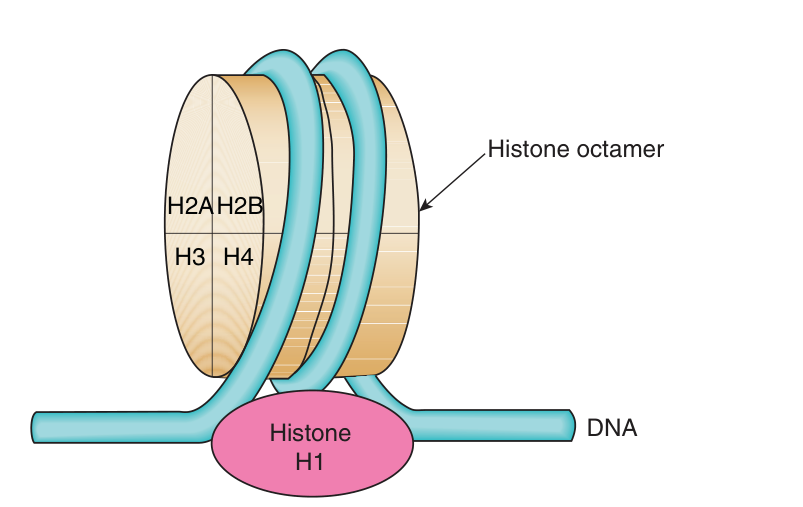 Model of the nucleosome: DNA wound around the octamer of H2A, H2B, H3 and H4, with H1 bound outside the core on the linker DNA