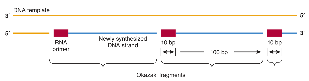 Discontinuous synthesis on the lagging strand: each Okazaki fragment begins with a short RNA primer, later excised and replaced