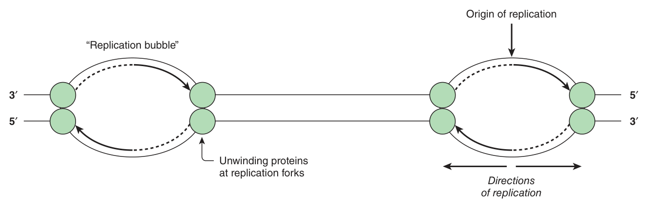 Replication bubbles β bidirectional synthesis from an origin, with unwinding proteins at each of the two forks