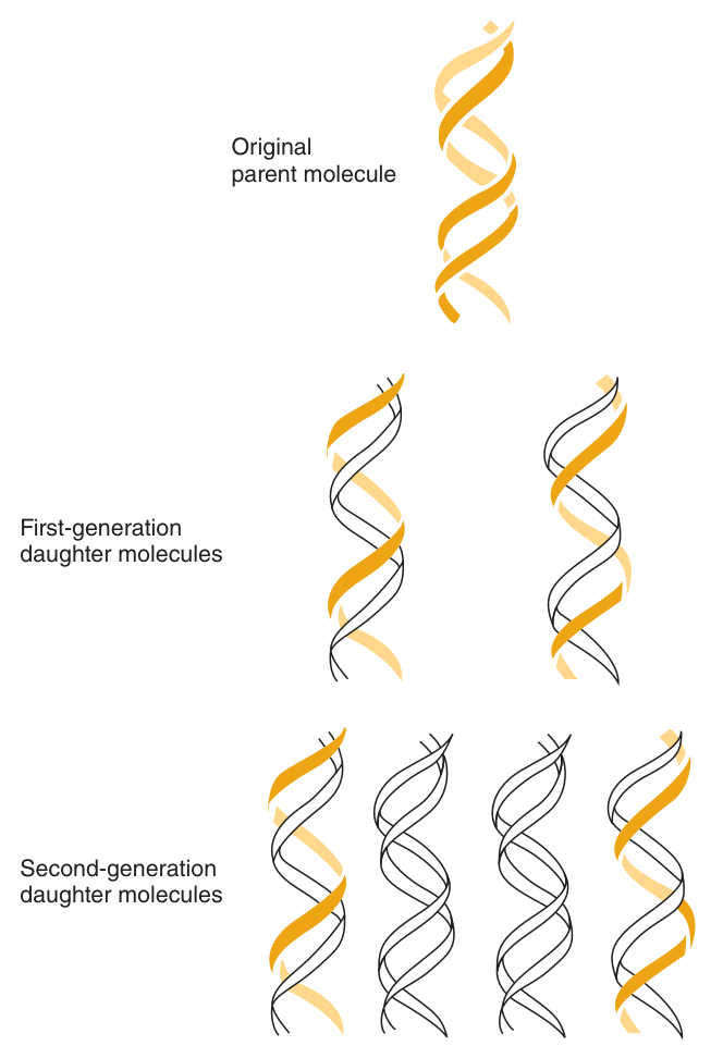 DNA replication is semiconservative: each daughter duplex keeps one parental strand (orange) and one newly made strand