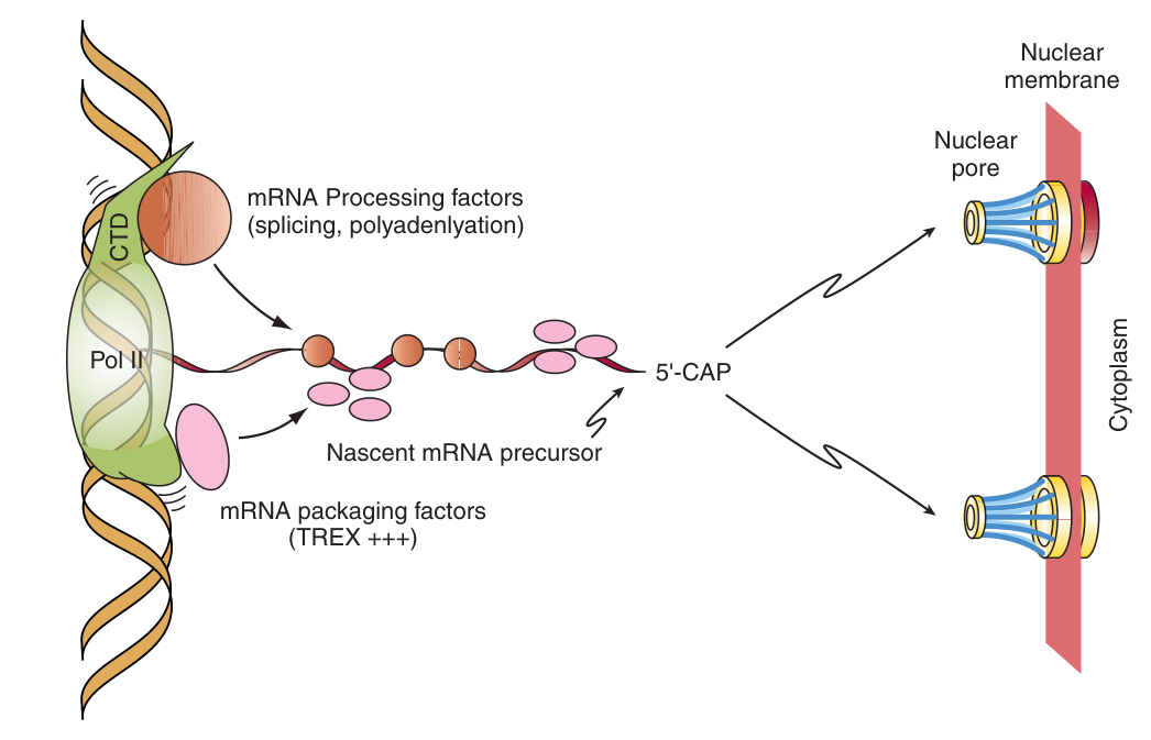 Transcription and processing are cotranscriptionally coupled: the phosphorylated CTD of Pol II carries the capping, splicing and polyadenylation machinery, and the TREX factors that package the message for export