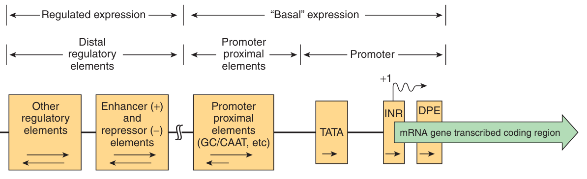 The transcription control regions of a eukaryotic mRNA gene β distal regulatory elements, enhancers and repressors, promoter-proximal elements, then TATA, INR and DPE at the start site