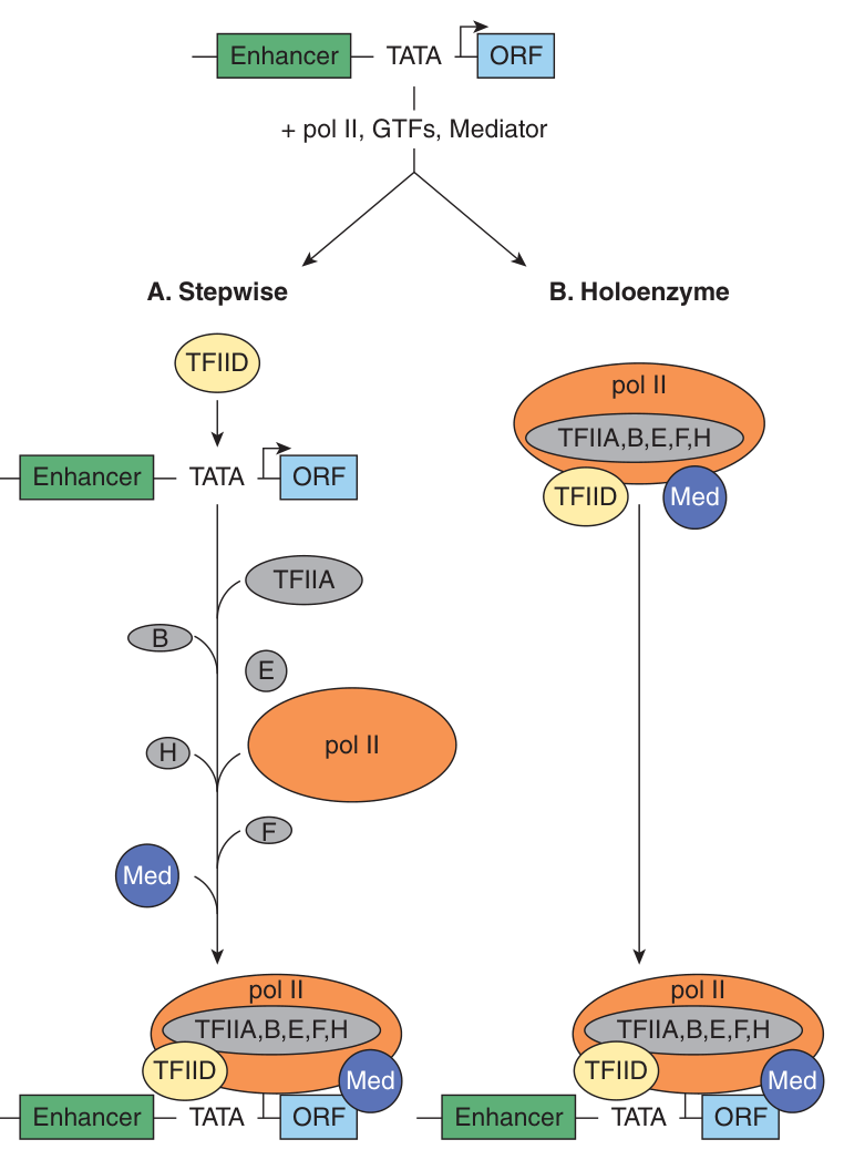Two models for assembly of the RNA polymerase II preinitiation complex: stepwise recruitment of the GTFs, or arrival as a preassembled holoenzyme