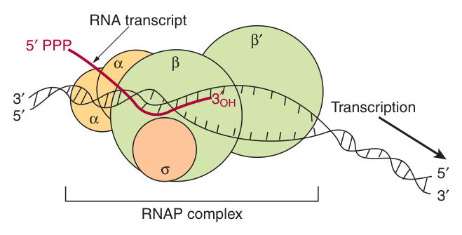The bacterial RNA polymerase complex on DNA: Ξ±βΞ²Ξ²β² core plus the Ο subunit that finds the promoter, with the nascent 5β²-PPP transcript emerging
