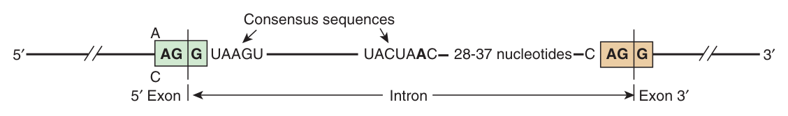 The consensus sequences at splice junctions and the internal branch site β the addresses the spliceosome reads