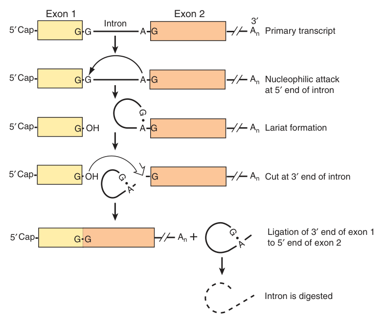 The chemistry of splicing: nucleophilic attack at the 5β² end of the intron, lariat formation, cut at the 3β² end, then ligation of the two exons