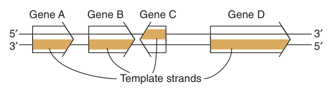 Four genes on one stretch of DNA β note that the template strand is NOT the same strand for every gene