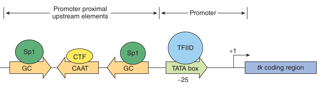 A real example β the herpes simplex thymidine kinase promoter, with Sp1 bound at two GC boxes, CTF at the CAAT box, and TFIID at the TATA box 25 bp upstream of +1