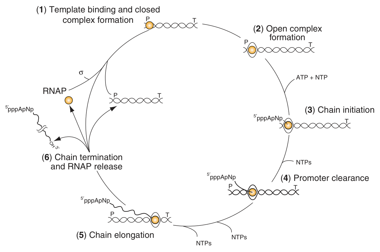 The six steps of the transcription cycle: template binding, open complex formation, chain initiation, promoter clearance, elongation, and termination with RNAP release
