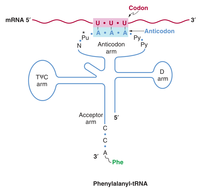 A tRNA recognising its codon β note that the anticodon is ANTIPARALLEL to the codon, so it is read 3β²β5β² while the code is read 5β²β3β². The acceptor arm carries the amino acid at its 3β²-CCA end