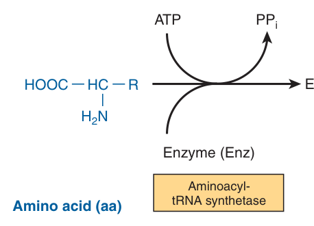 Charging: the aminoacyl-tRNA synthetase activates the amino acid at the expense of ATP, forming an aminoacyl-AMP-enzyme intermediate and releasing pyrophosphate