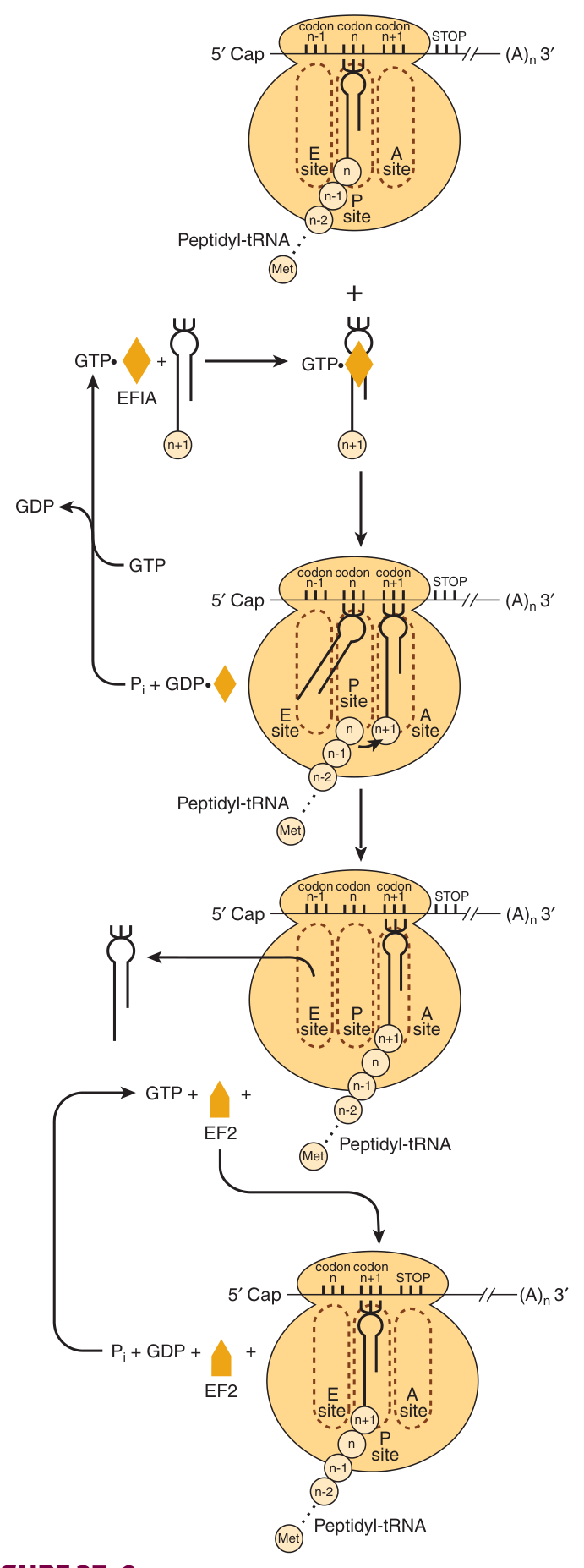 The elongation cycle: EF1A delivers the aminoacyl-tRNA to the A site, peptidyl transferase forms the bond, and EF2 with GTP hydrolysis translocates the ribosome one codon along