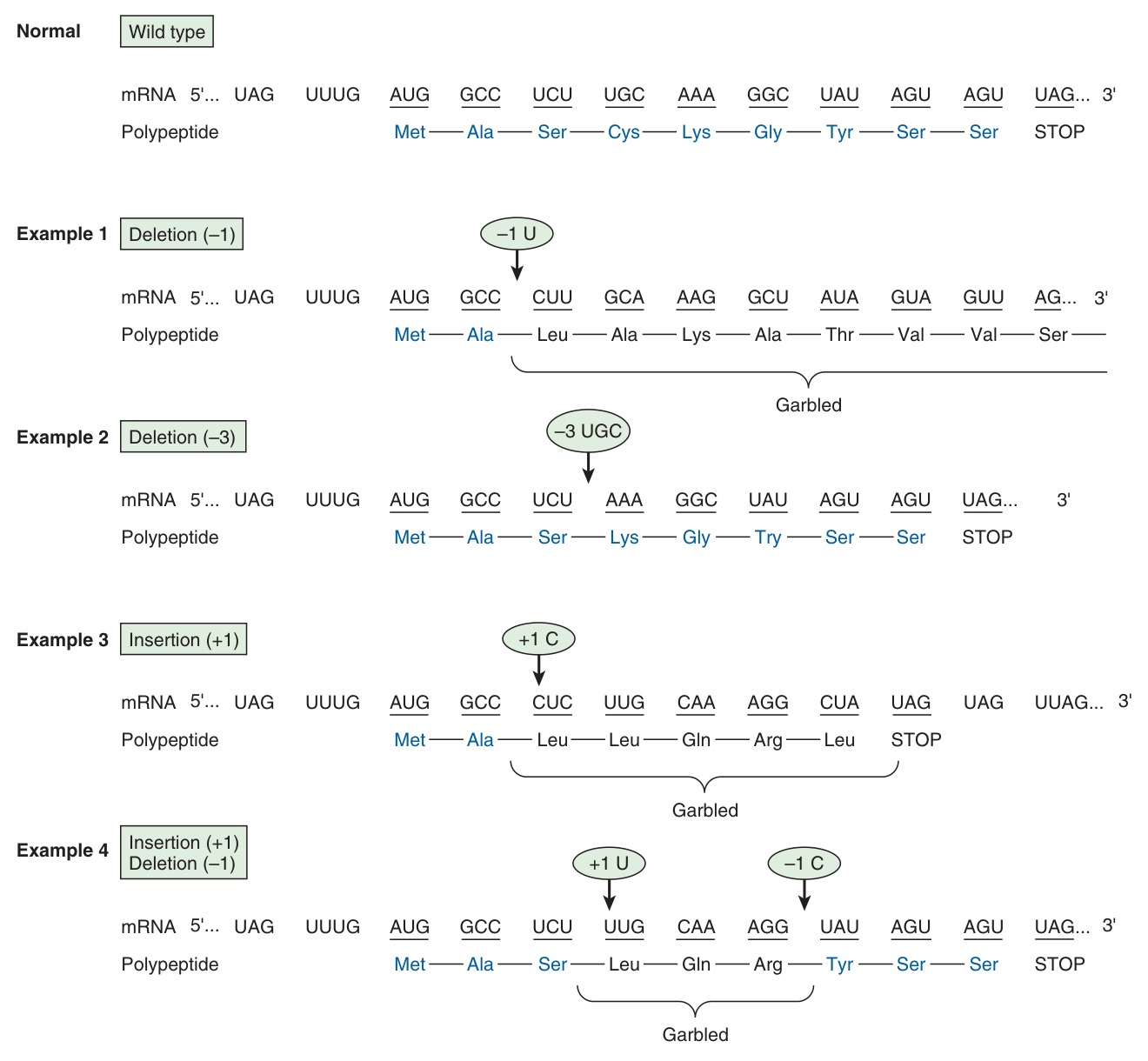 Frameshifts: a single deletion or insertion garbles everything downstream, whereas a deletion of THREE bases removes one residue and leaves the rest of the reading frame intact