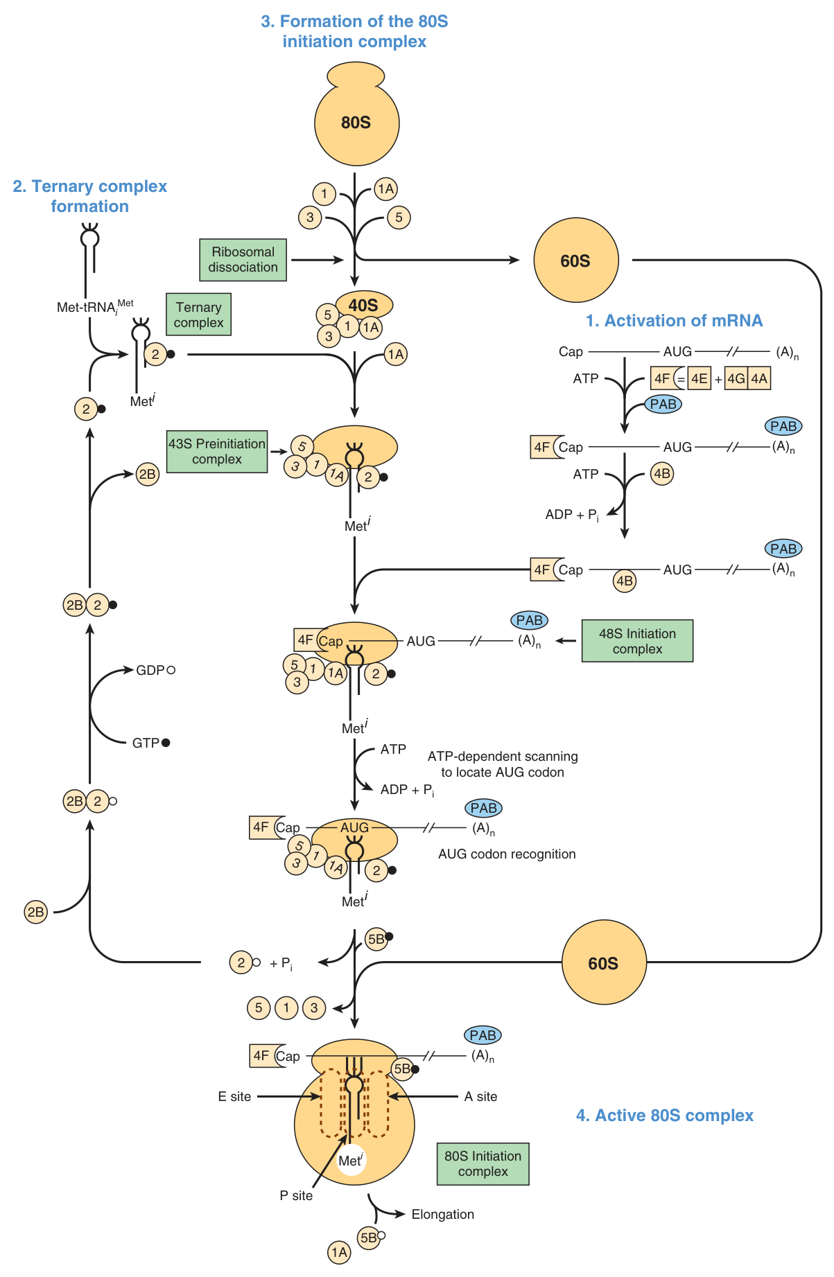 Eukaryotic initiation in full: activation of the mRNA by the 4F cap-binding complex, ternary complex formation with eIF-2Β·GTPΒ·met-tRNAi, ATP-dependent scanning to locate the AUG codon, and assembly of the 80S initiation complex with met-tRNAi in the P site