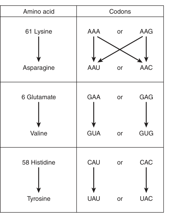 Single-base changes and their effect on the encoded amino acid β the molecular basis of the haemoglobin variants