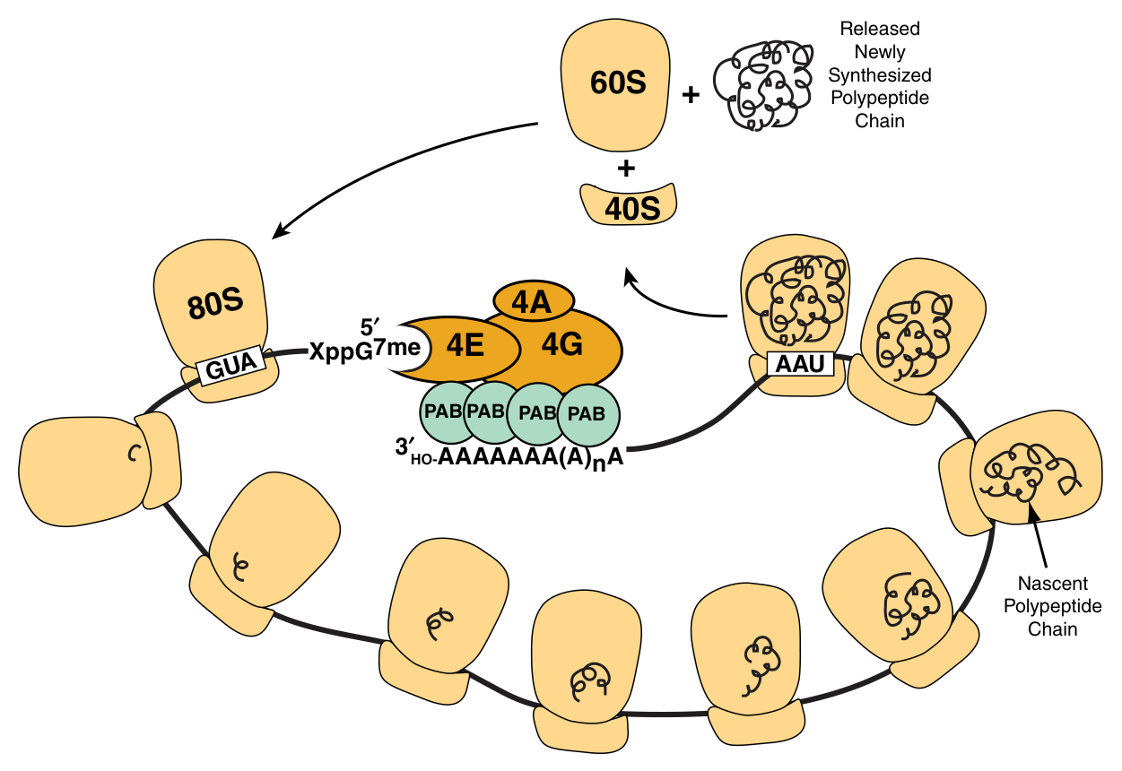 A polysome β many ribosomes translating one mRNA at once. Note the message circularised by the 4F complex bridging the 5β² cap and the poly(A)-binding proteins