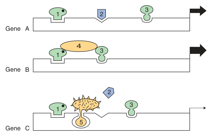Combinations of DNA elements and their proteins give diversity of response β note gene C, inactivated because factor 5 precludes the essential binding of factor 2