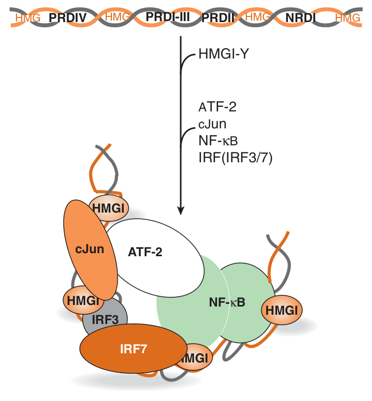 The Ξ²-interferon enhanceosome: HMG I(Y) bends the DNA so that NF-ΞΊB, the IRF factors and the ATF-2/cJun heterodimer are brought into one stereospecific surface