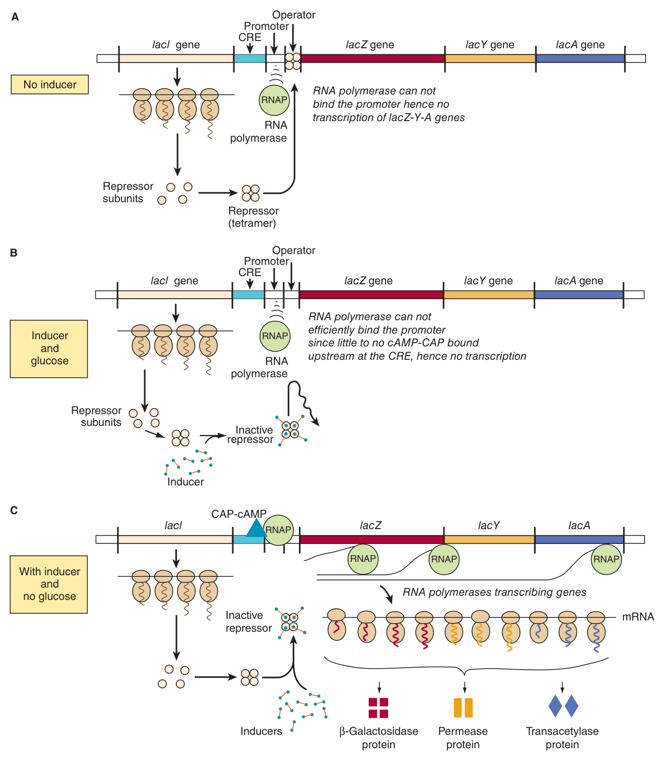 The three regulatory states. A β no inducer: the repressor tetramer occupies the operator. B β inducer AND glucose: the repressor is released, but with little cAMP-CAP bound at the CRE, RNA polymerase cannot bind the promoter efficiently. C β inducer and NO glucose: repressor off, CAP-cAMP on, and the polycistronic message is transcribed and translated into all three proteins
